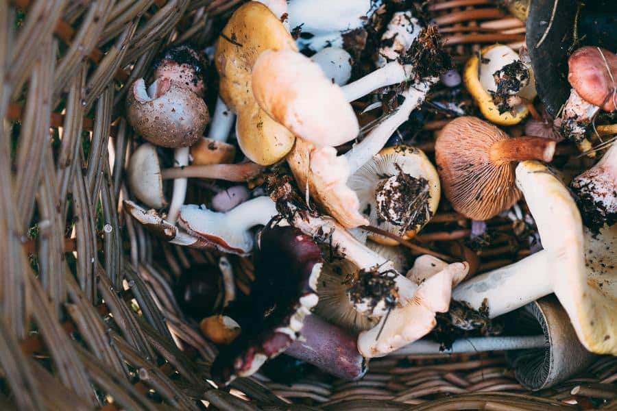 Best Medicinal Mushrooms For Anxiety And Depression