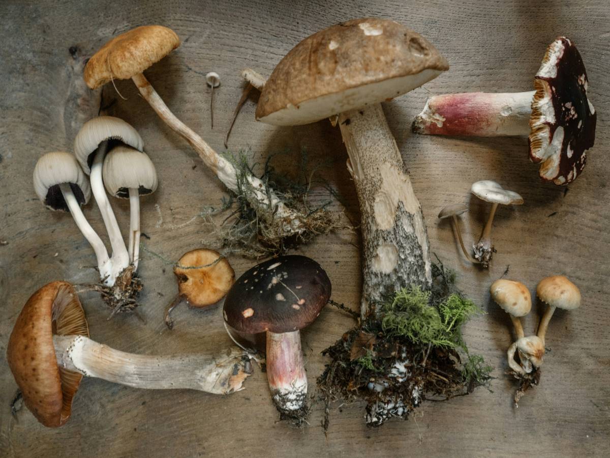 Best Medicinal Mushrooms For Anxiety And Depression